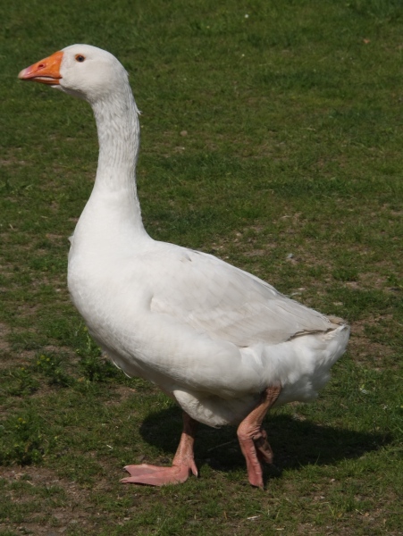 BUGA Schwerin   124.jpg